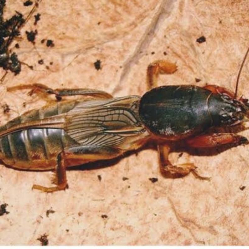 Orong-orong umpan mancing