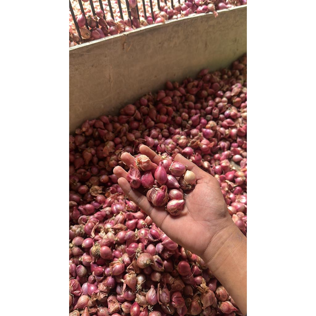 

{BAMER TANGGUNG LOKAL JAWA/NGANJUK} Bawang Merah FRESH Asli Lokal Petani nganjuk, terkenal dengan aroma dan Rasanya yang Kuat #bawangmerah #bawangkupas #nganjuk #brebes