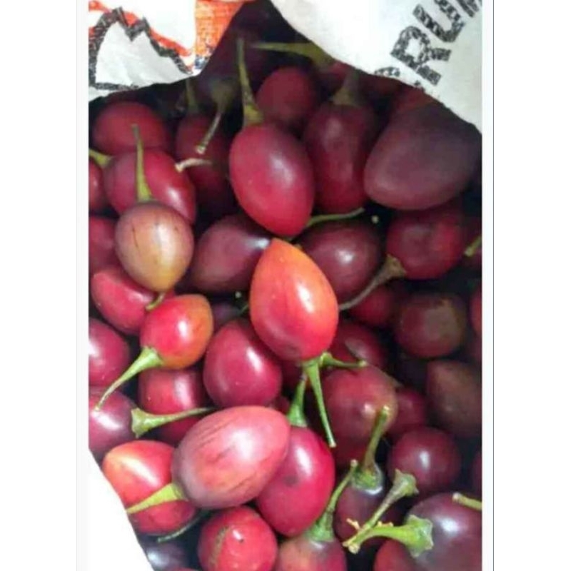 

Terong Belanda Organik Segar 1kg (HARGA PROMO PALING MURAH)