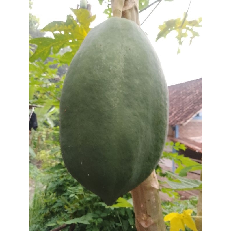 

BUAH PEPAYA SEGAR PEPAYA SAYUR 1kg