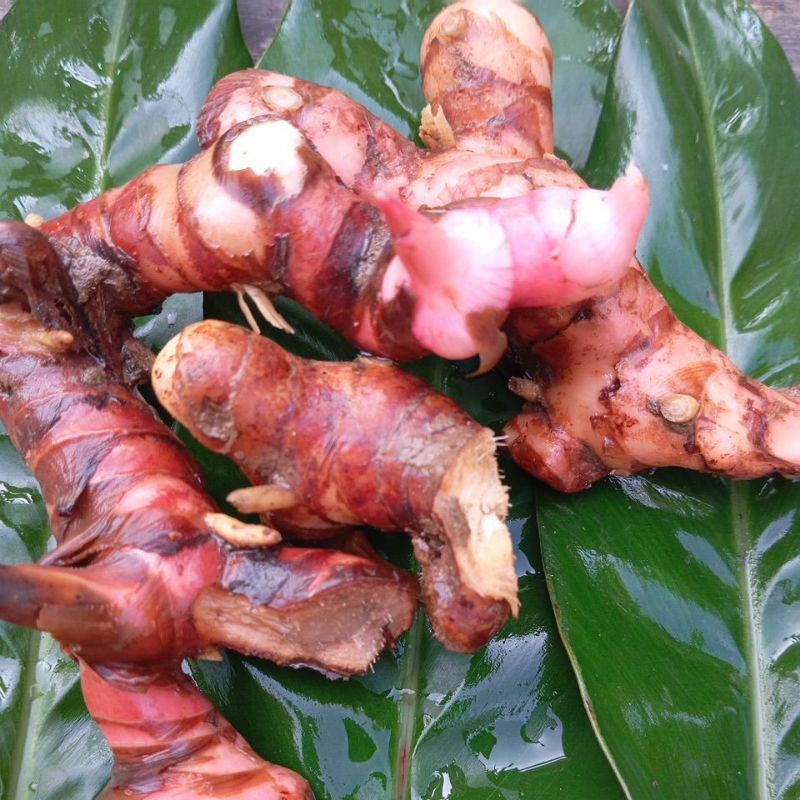 

grosir lengkuas Laos murah 500g