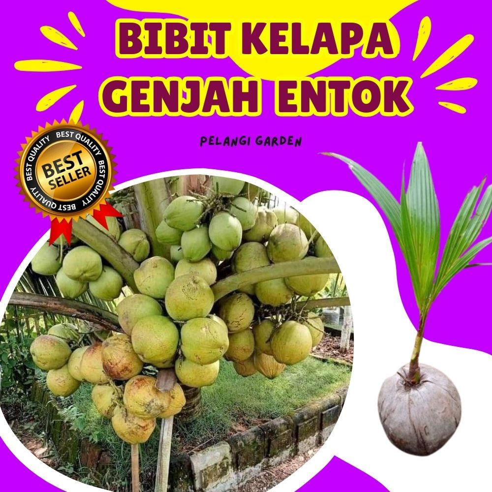 BIBIT UNGGUL.. Pohon Kelapa Ijo Asli, Pohon Kelapa Ijo Pendek