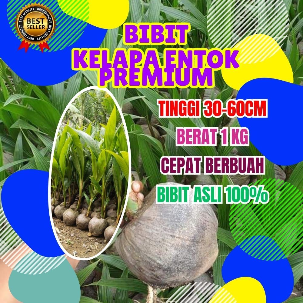 LANGSUNG PETANI.. Pohon Kelapa Kuning Pendek, Pohon Kelapa Kampung