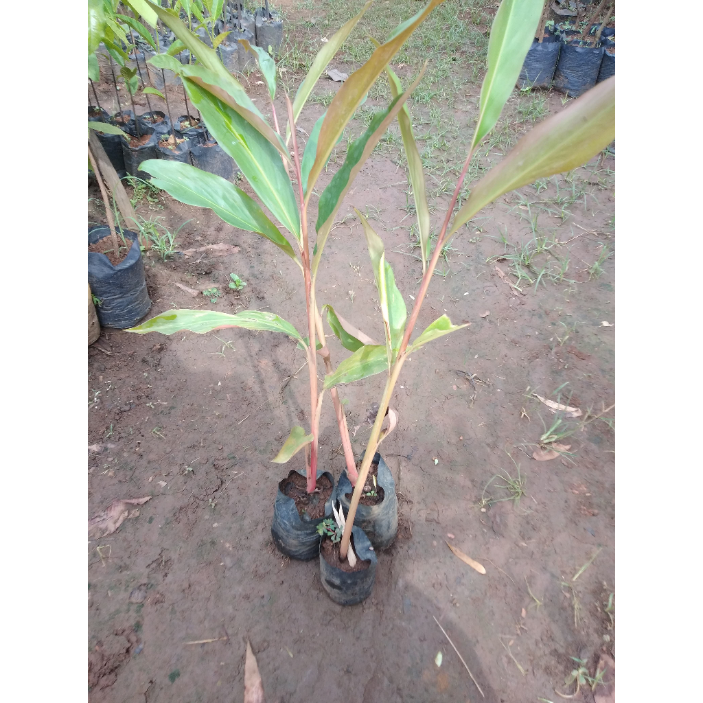 Bibit Tanaman Kecombrang Merah - Tanaman Bunga Kecombrang - Siap Tanam