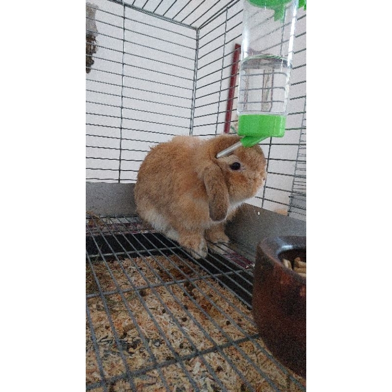 indukan kelinci holland lop orange emas jantan