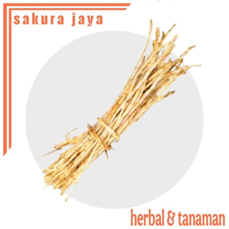 

AKAR ALANG-ALANG ilalang eurih SEGAR 100 gr