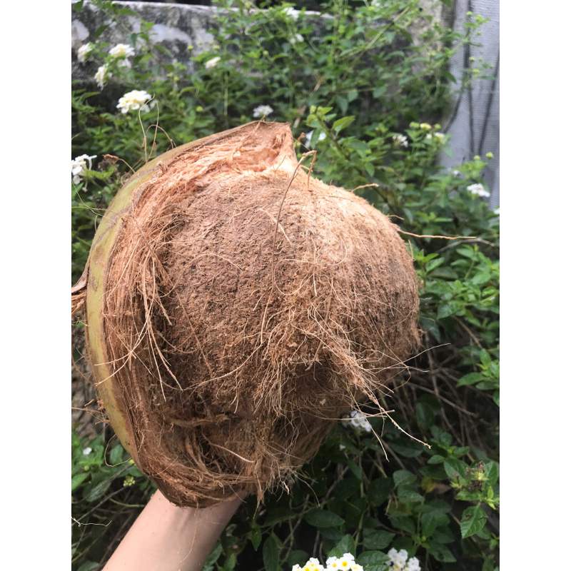 

kelapa asli
