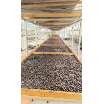 

GREEN BEAN Kopi Robusta Lampung Grade 1