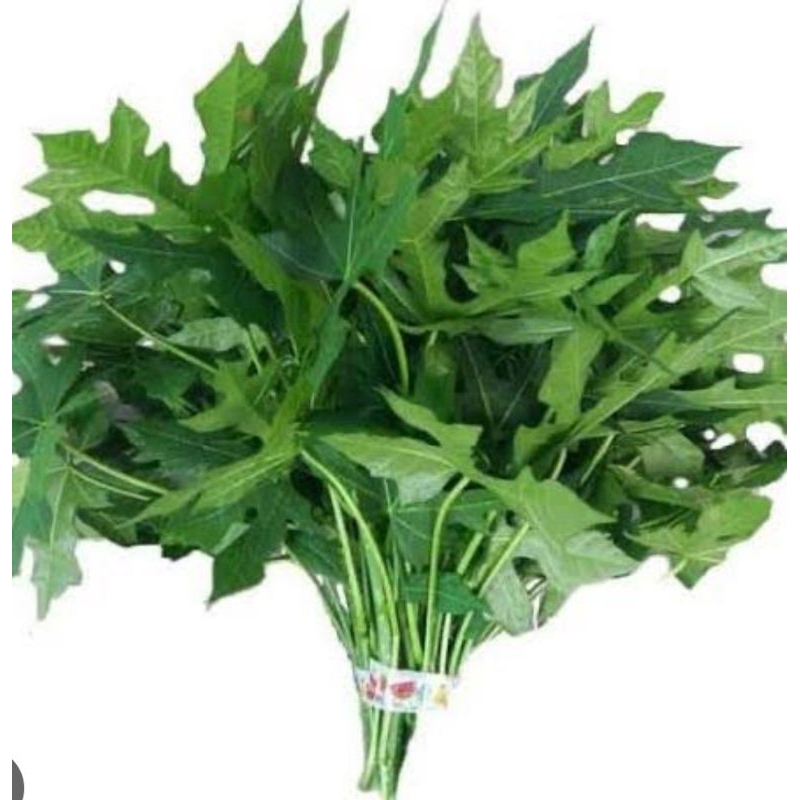 

Daun Pepaya segar