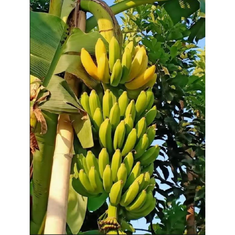 bibit pisang raja bulu original