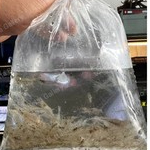 UDANG HIDUP 1 BUNGKUS ISI 60e UNTUK PAKAN IKAN PREDATOR MAKANAN ARWANA LOUHAN PALMAS CHANNA PELLET P