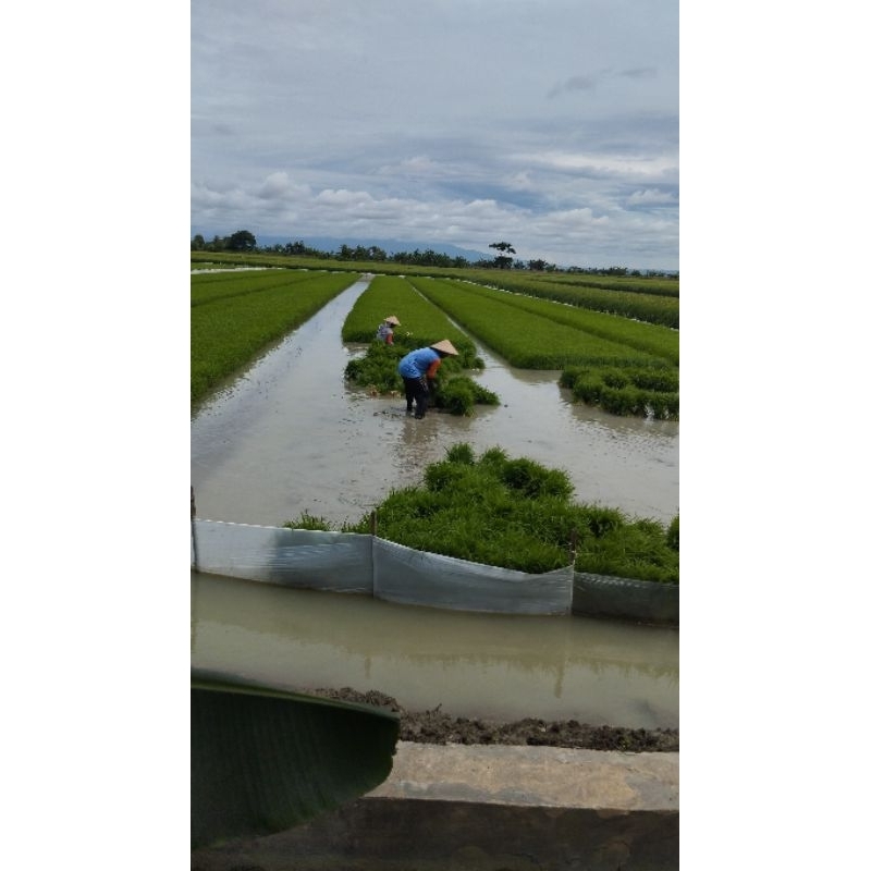 bibit padi siap tanam 100grm 5000
