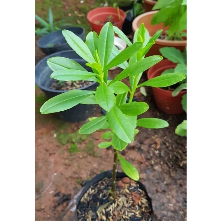 Tanaman Ginseng Jawa / bibit som jawa