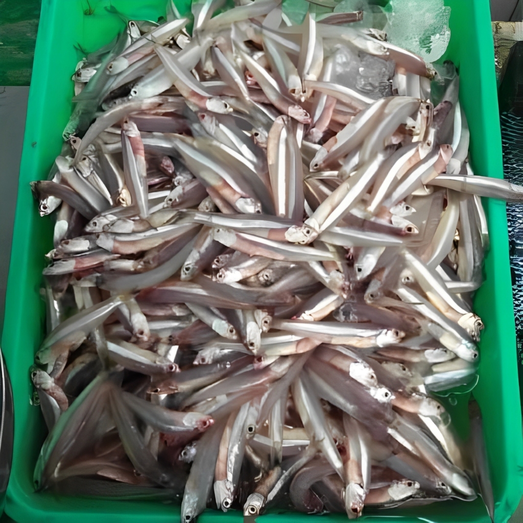 

Ikan Teri Basah Segar 500 Gram - Gerai Sayur Ikan Segar Depok