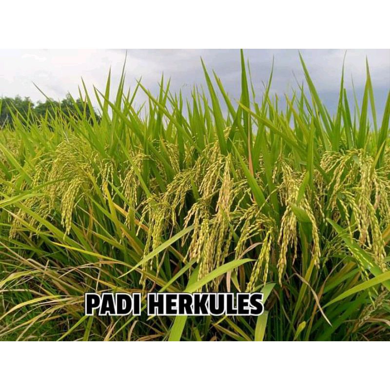BENIH PADI HERKULES 5KG BIBIT PADI GENJAH