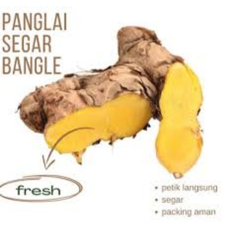 

Rimpang bangle/panglai segar untuk ibu hamil dan menyusui