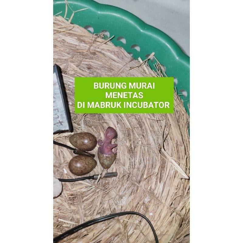 incubator mesin tetas telur burung tanpa bolak balik hemat listrik