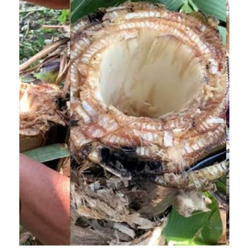 

Air pohon pisang asli ga di campur