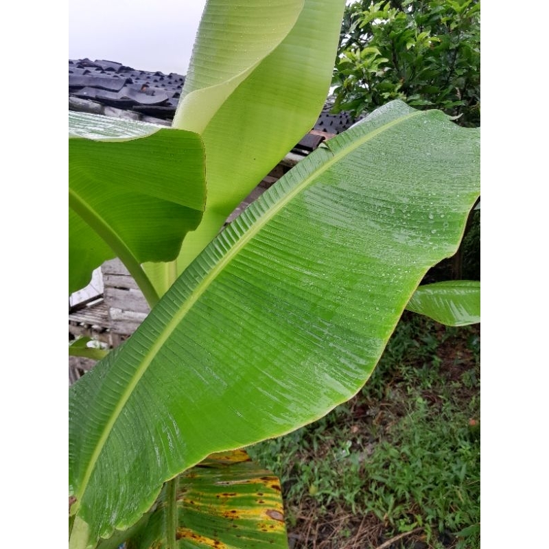 

Daun pisang muda perlembar
