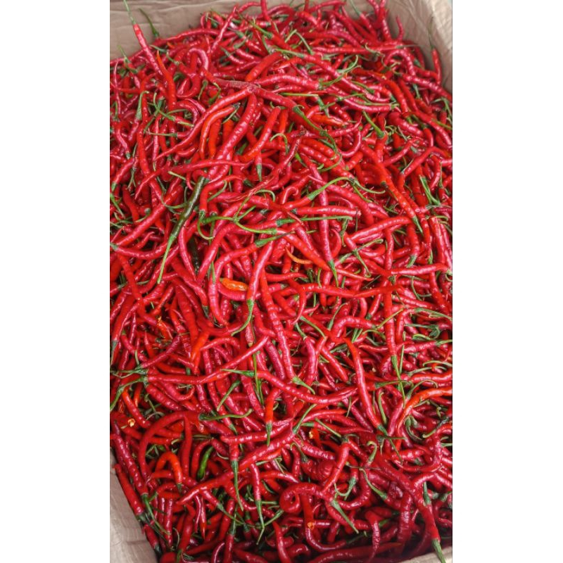 

cabe kriting merah fresh 1 kg,500 gram