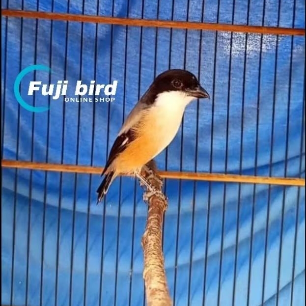 BURUNG CENTET PENTET JATIM BONDOL