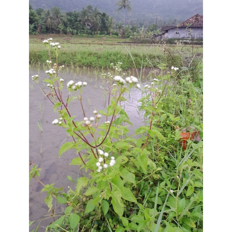 

Daun badotan 200 gram