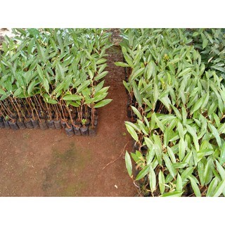 3 PCS BIBIT BABY DURIAN MUSANGKING SAMBUNG PUCUK SUPER