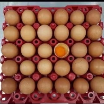 

telur negri omega