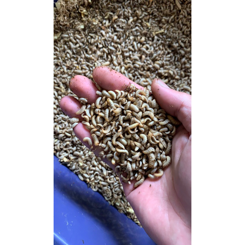 magot hidup fresh 100gram