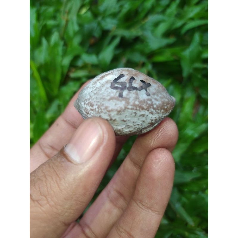 Jayanti Galaxy Original stok terbatas