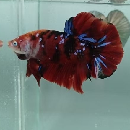 Cupang Giant Multycolor BO 4,5cm (Sesuai Foto)