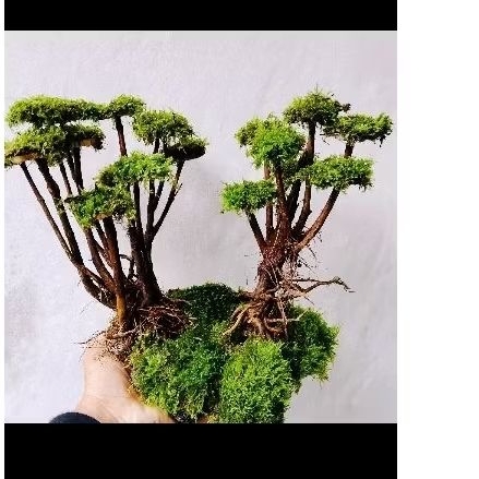 pohon bonsai jumbo tema jungle style aquarium aquascape