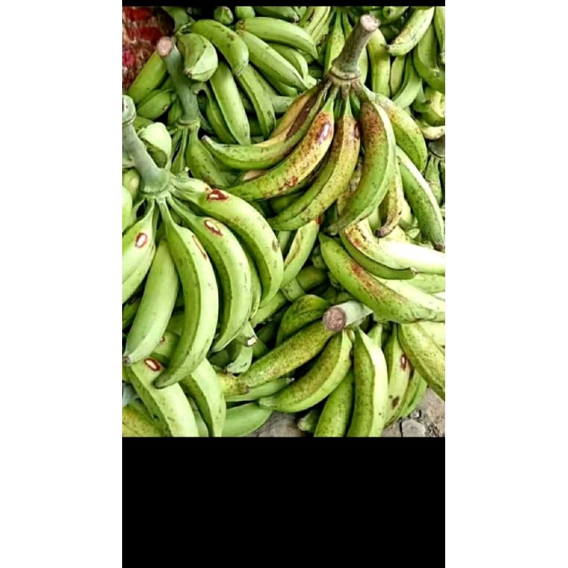 

pisang tanduk tua/ pisang tanduk siap panen 1 tandan.