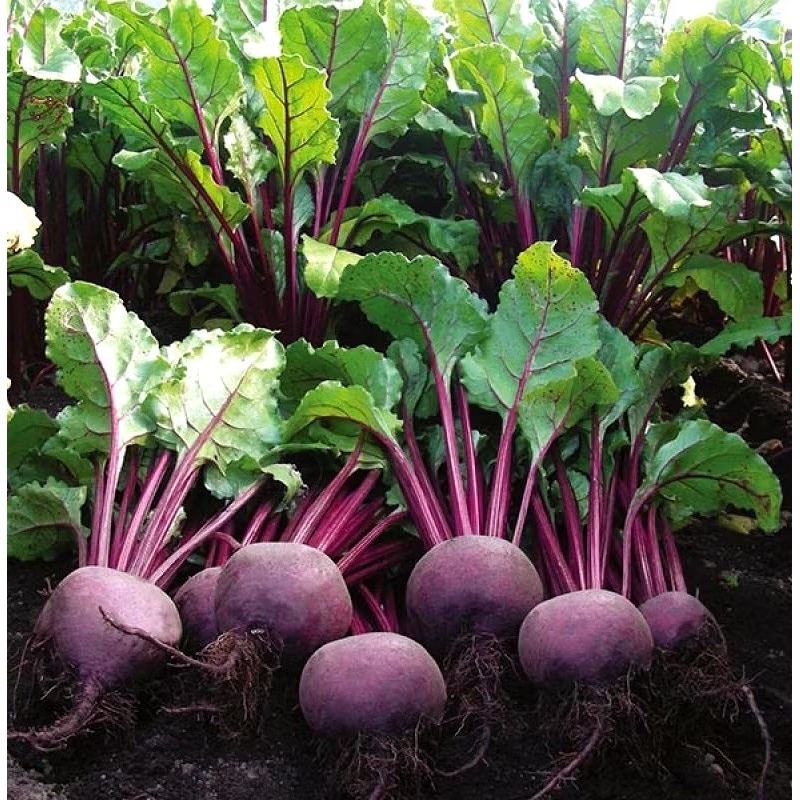 

termurah terlaris buah bit beet root organik 1kg fresh petik kebun