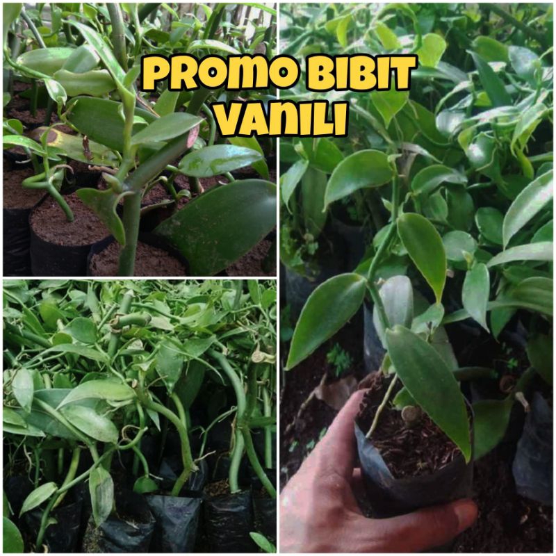 BIBIT TANAMAN VANILI ORIGINAL