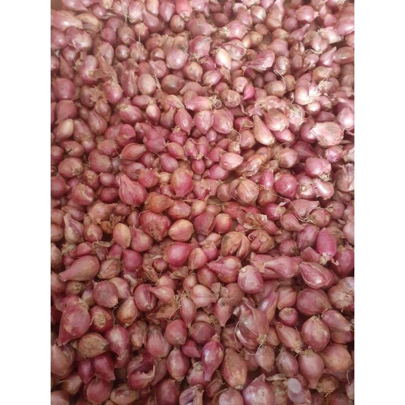 

bawang merah lokal