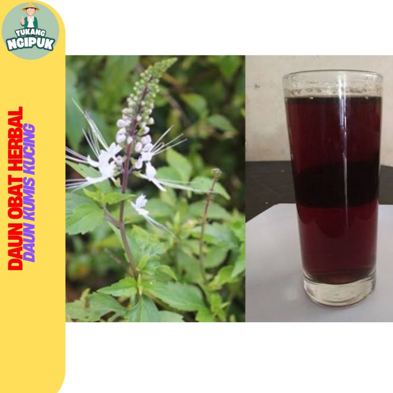 

Bisa COD Paket Hemat Obat Herbal Daun Kumis Kucing 100 gr Obat Batu Ginjal Saluran Kemih Kencing