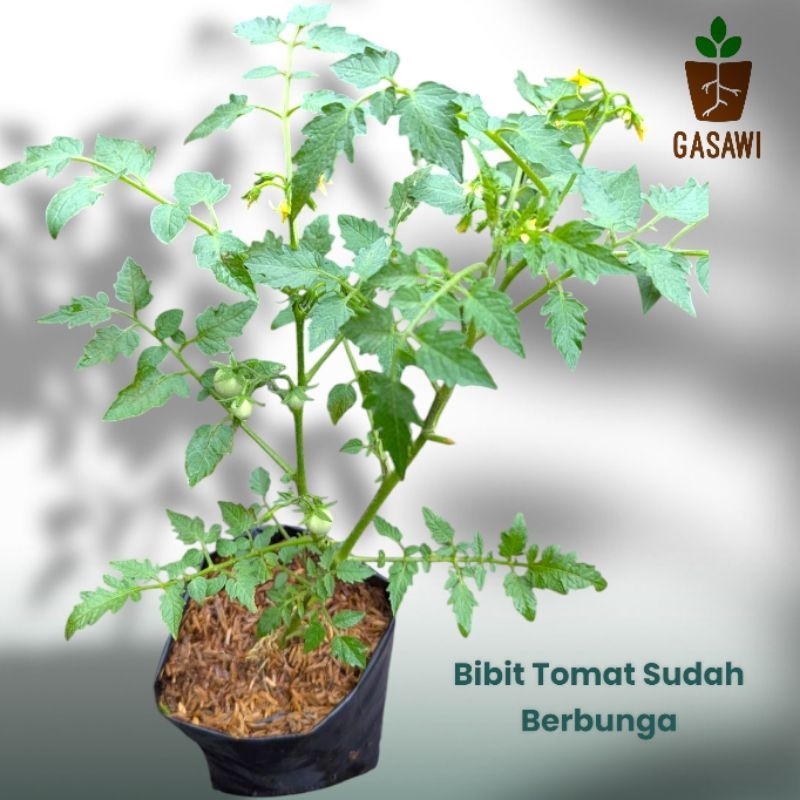 Bibit Tomat Rampai Sudah Berbunga