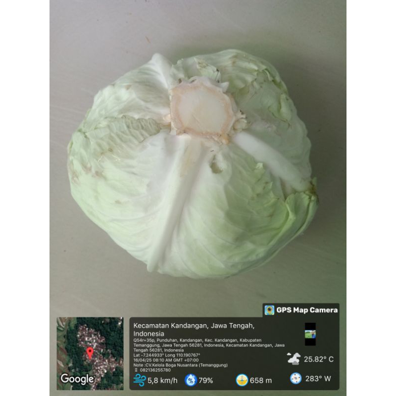 

GROSIR KUBIS ~#Kelola Petani Group#~Berat 500 gr,1.000 gr~Promo~Harga Stabil~Non Organik~Kelola Boga Mart.