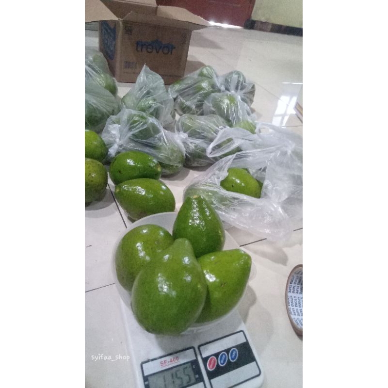 BUAH ALPUKAT MENTEGA | ALPUKAT MENTEGA