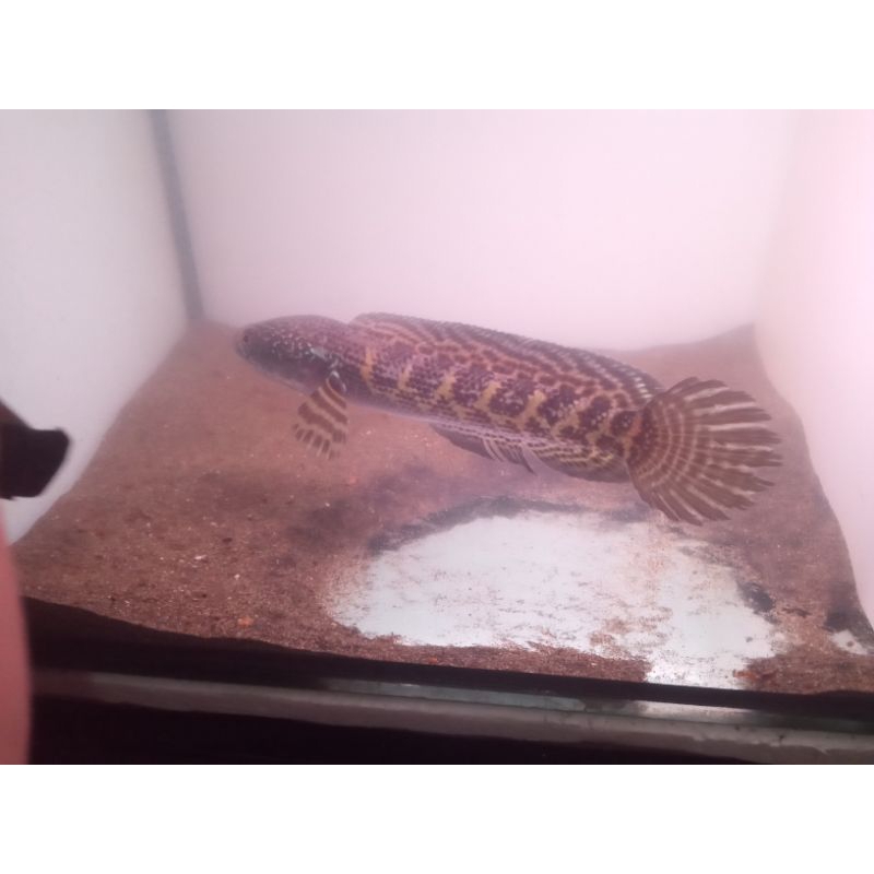 Channa Auranti WC india size 15cm - 20cm