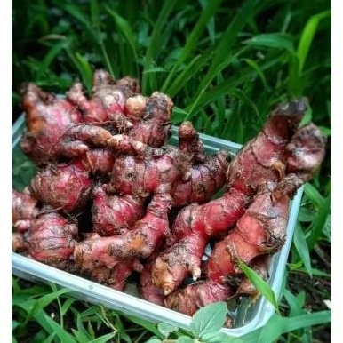 

Jahe merah fresh 1kg