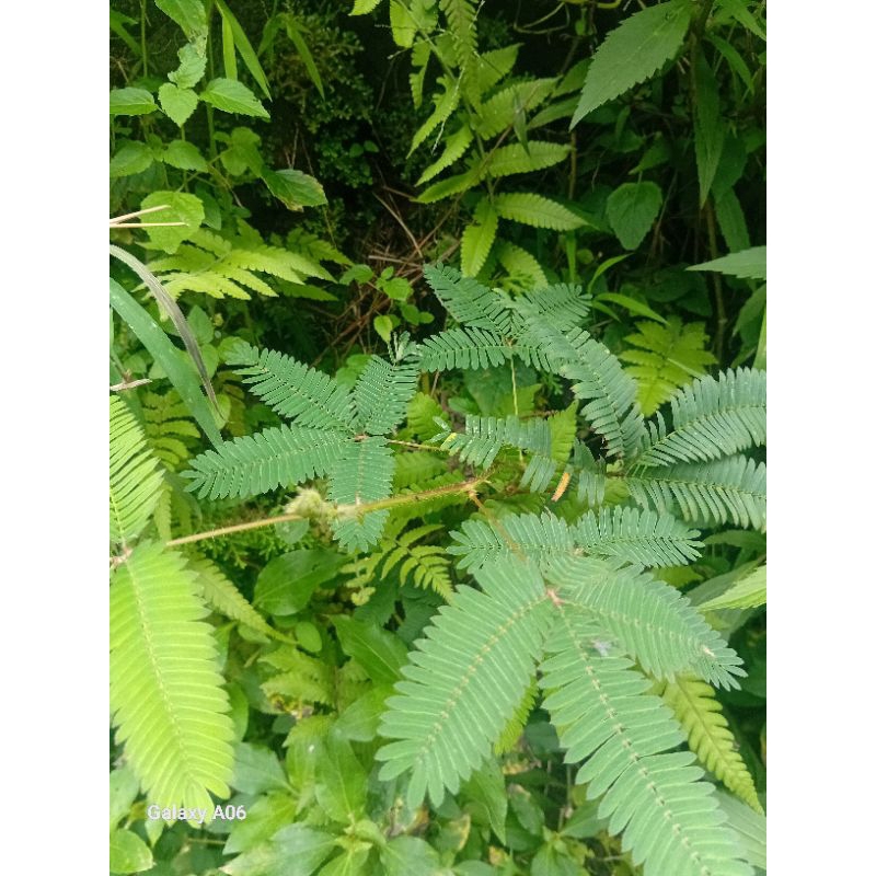 

herbal putri malu fresh 200gr untuk obat kuat kejantanan pria