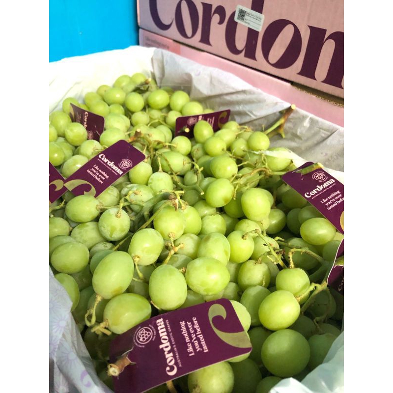 

Anggur Autumn Crisp Aust Cordoma Jumbo Stems Up/kg
