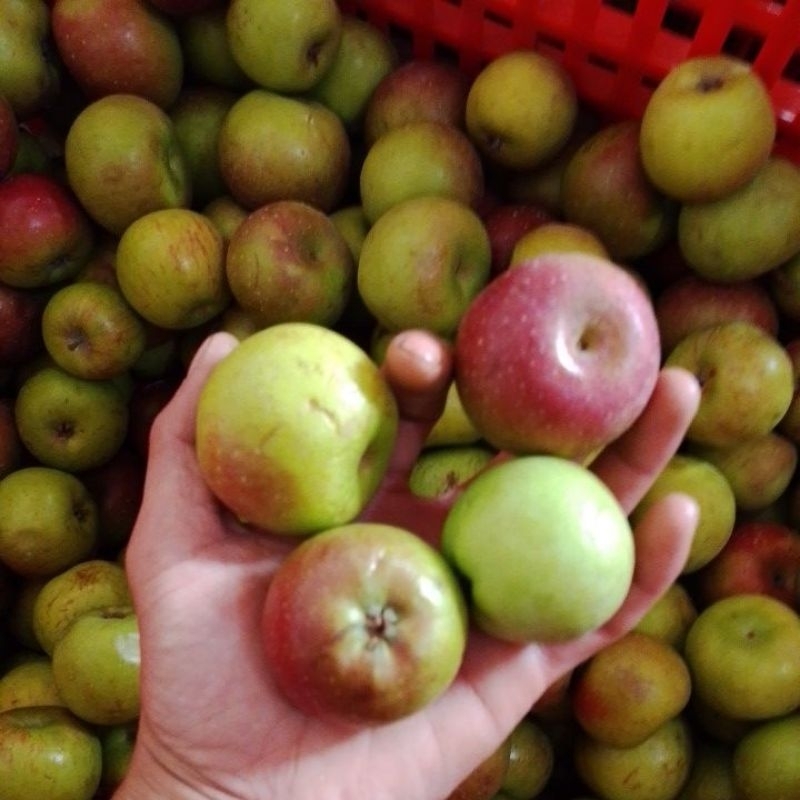 

apel romebeauty mini 1kg/isi 18-24 buah/fresh apel malang