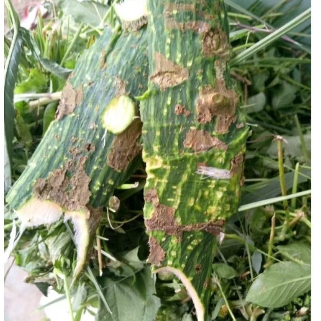 

Kulit Dadap serap 200gr