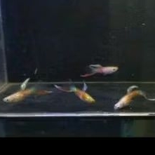 Hiasan Akuarium Guppy Vienna bottom sword