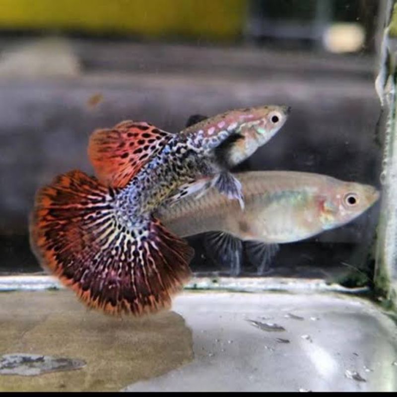 

Guppy Dragon