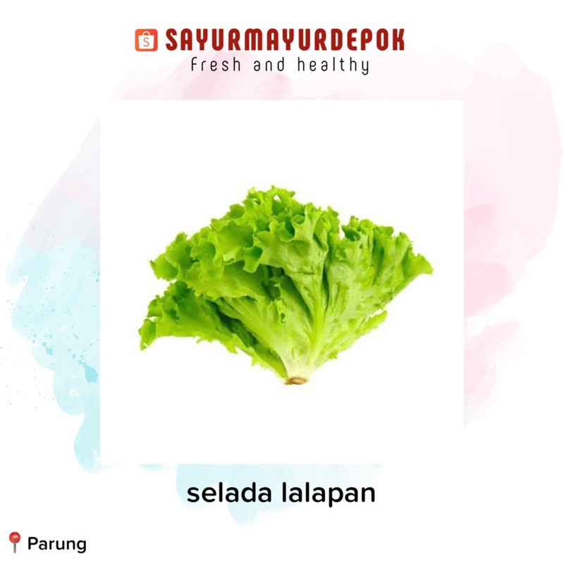 

Selada Lalapan - 50gr / sayur mayur depok / bogor / tangerang