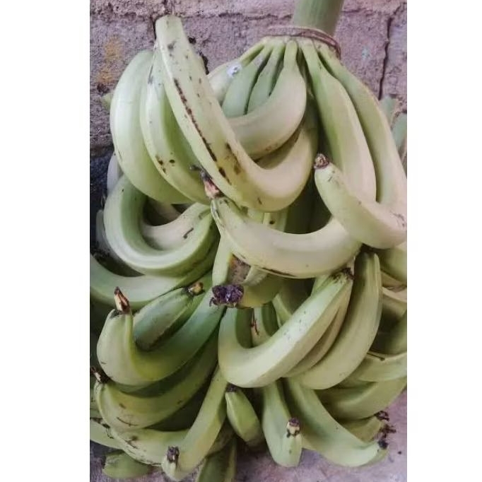 

PISANG TANDUK LAMPENENG per 10kg PISANG LIMPA / PISANG BAJIGUR (DI KIRIM MENTAH)